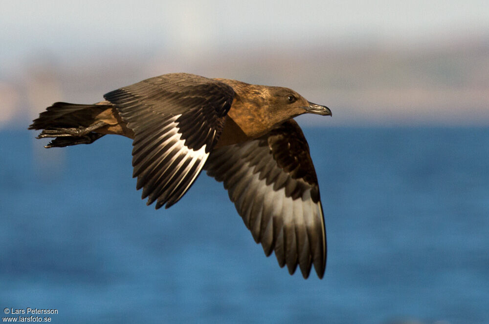 Great Skua