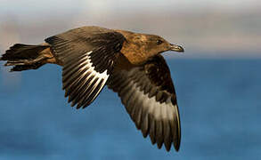 Great Skua