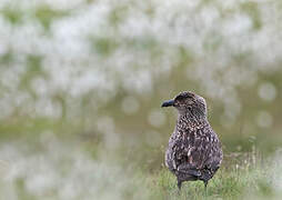 Great Skua