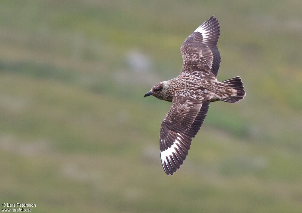 Great Skua