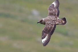 Great Skua