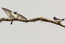 Great Woodswallow