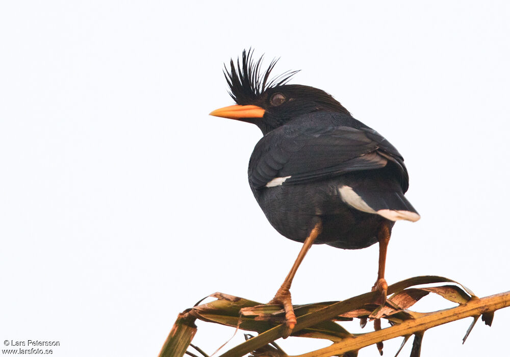 Great Myna