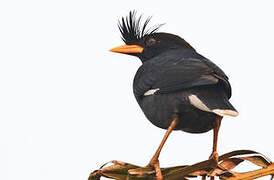 Great Myna