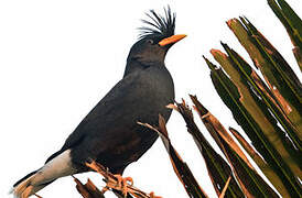 Great Myna