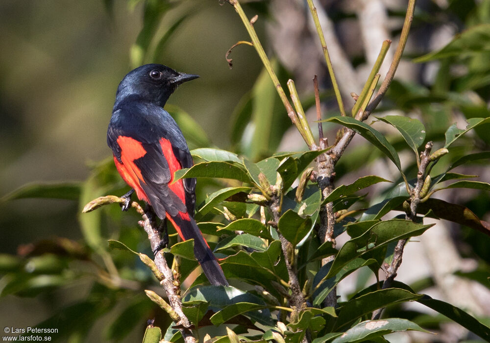 Grand Minivet