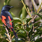 Grand Minivet