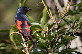 Orange Minivet