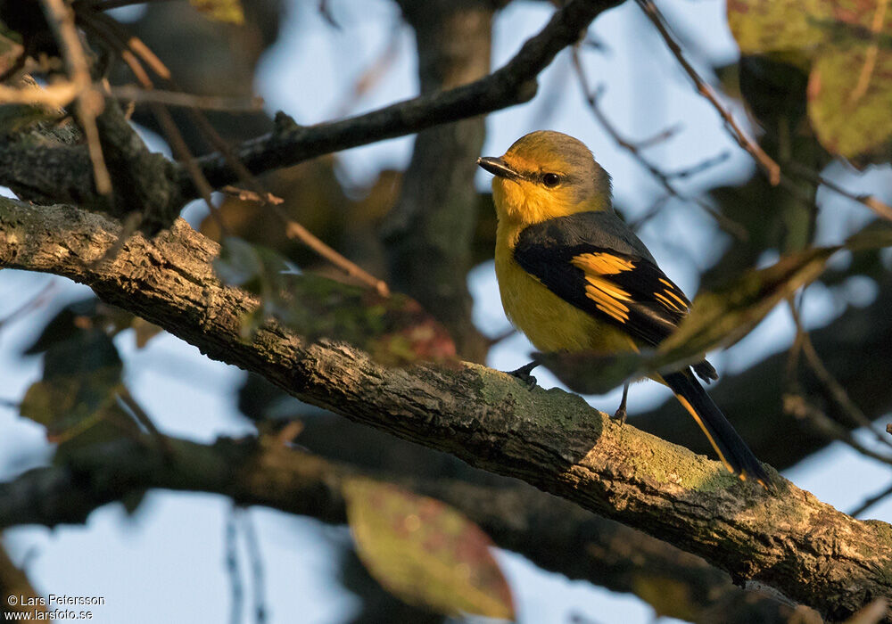 Orange Minivet