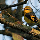 Grand Minivet