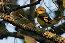 Orange Minivet