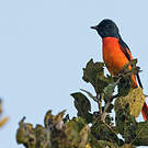 Grand Minivet