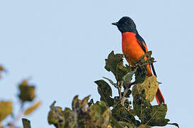 Orange Minivet