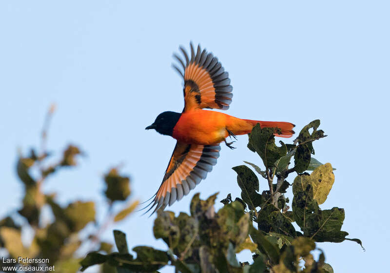 Orange Minivet male adult, Flight