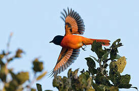 Orange Minivet