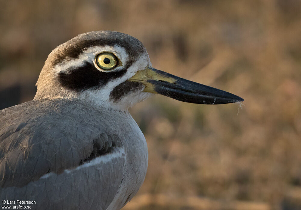 Great Stone-curlew