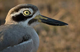 Great Stone-curlew