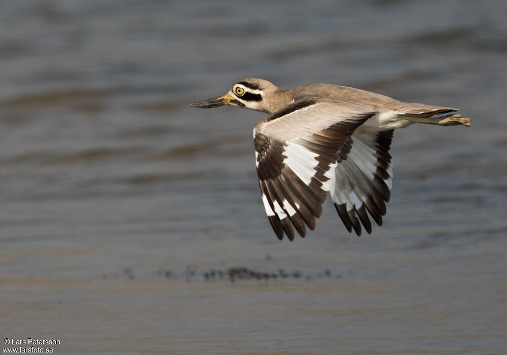 Great Stone-curlew