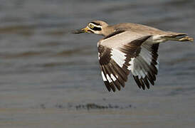 Great Stone-curlew