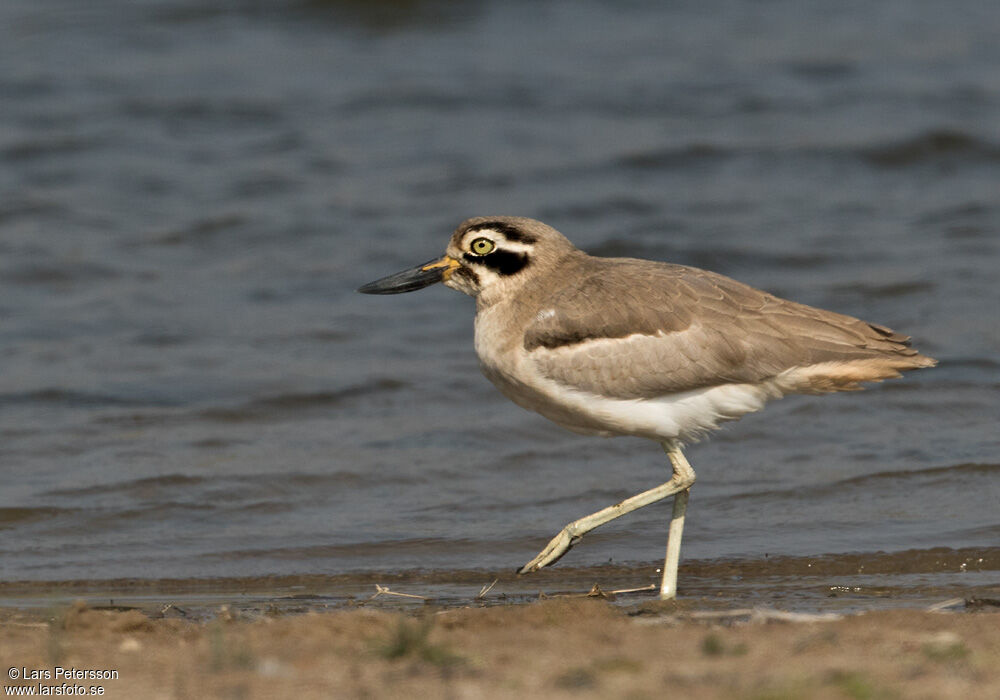 Great Stone-curlew