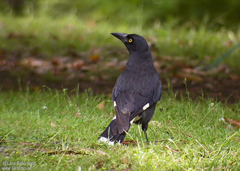 Pied Currawong