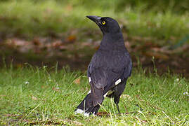 Pied Currawong