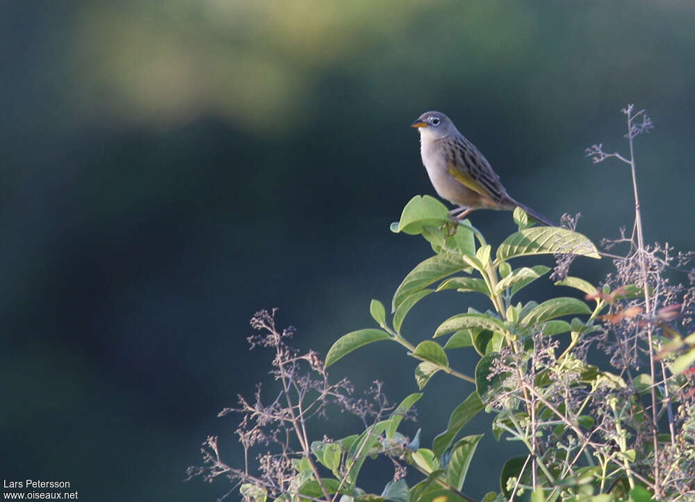 Wedge-tailed Grass Finchadult, habitat