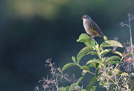 Wedge-tailed Grass Finch