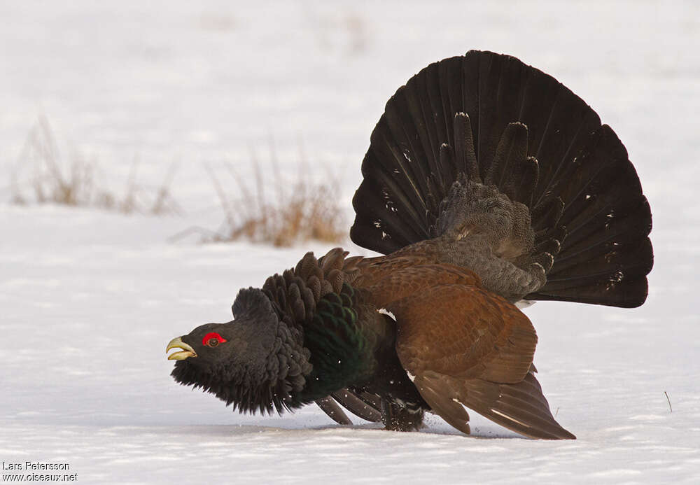 Western Capercaillie male adult, Behaviour