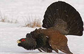 Western Capercaillie