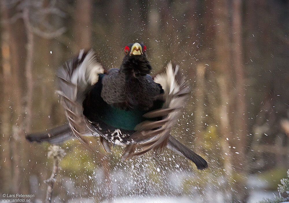 Western Capercaillie