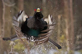 Western Capercaillie