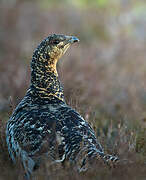 Western Capercaillie