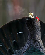 Western Capercaillie