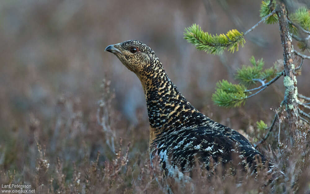 Western Capercaillie female adult, habitat, camouflage, pigmentation