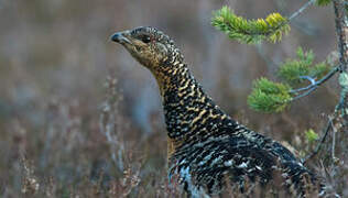 Western Capercaillie