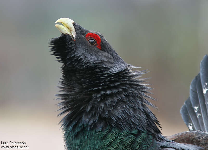 Western Capercaillie male adult, close-up portrait