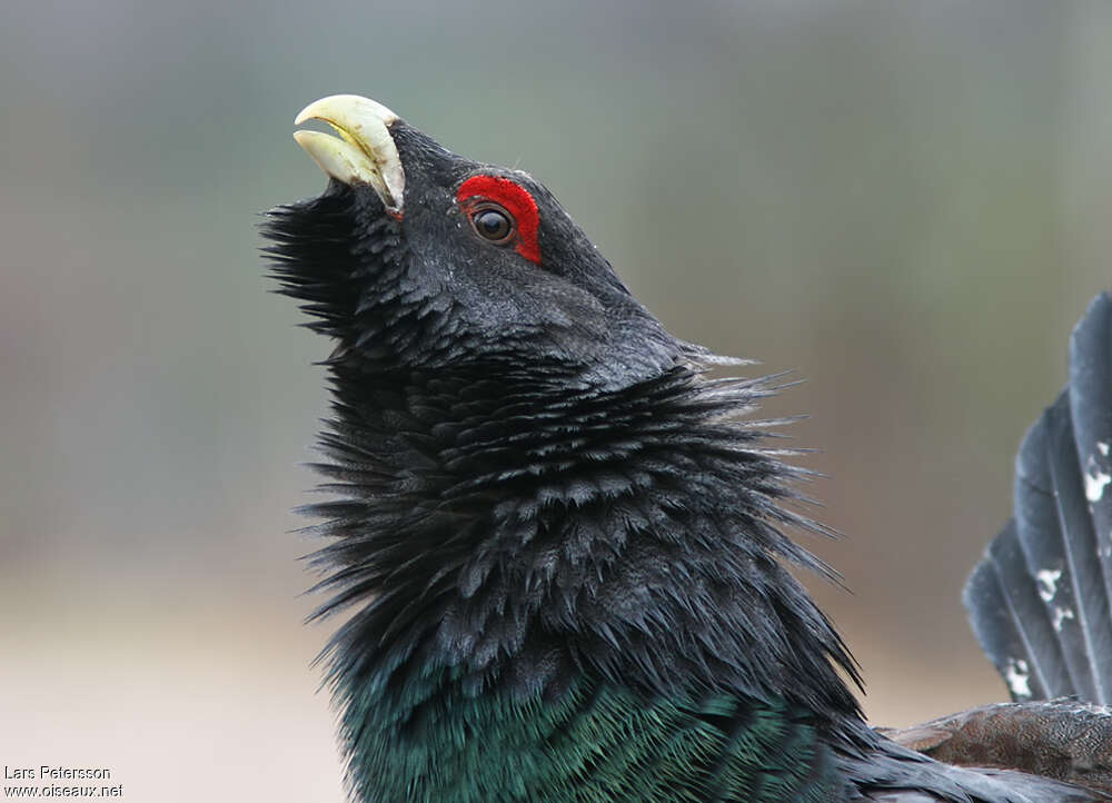 Western Capercaillie male adult, close-up portrait