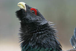 Western Capercaillie