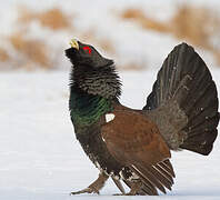 Western Capercaillie