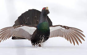 Western Capercaillie