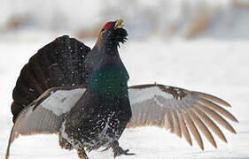 Western Capercaillie