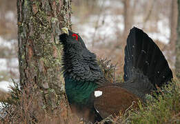 Western Capercaillie