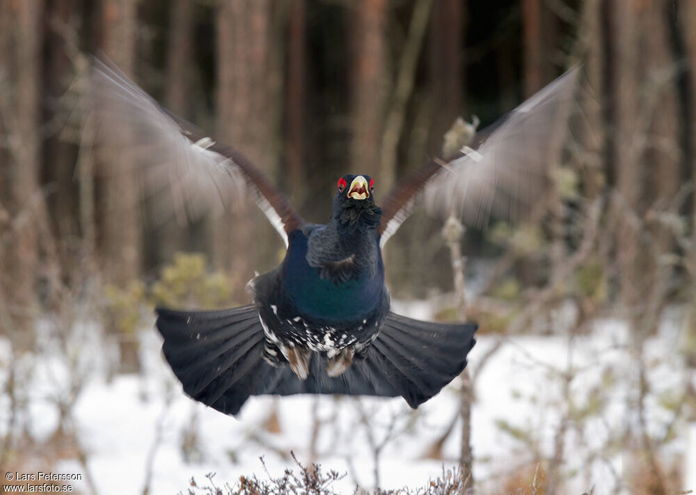 Western Capercaillie