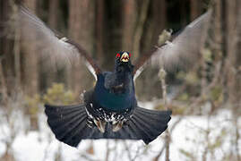 Western Capercaillie