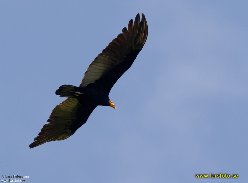 Greater Yellow-headed Vulture