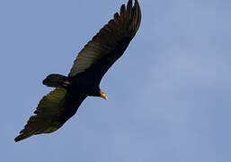 Greater Yellow-headed Vulture