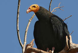 Greater Yellow-headed Vulture