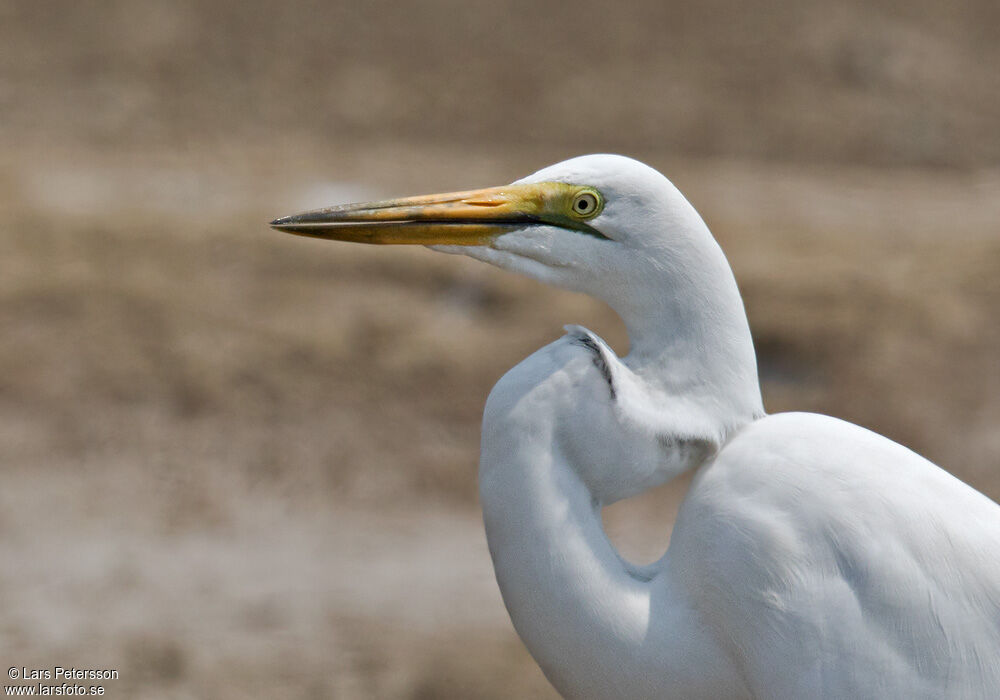 Grande Aigrette