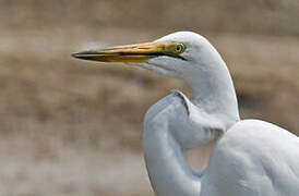 Grande Aigrette